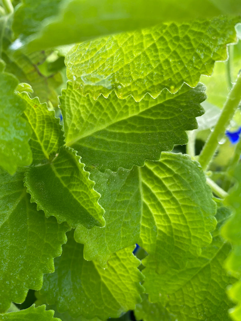 Thyme Leaf