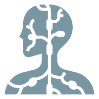 Supports Lymphatic Flow